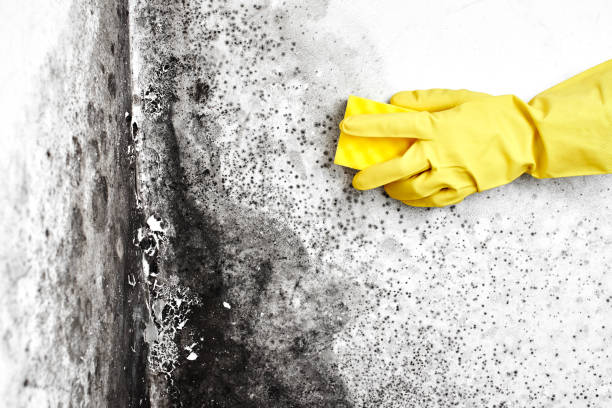 Fort Davis, TX Mold Removal Company