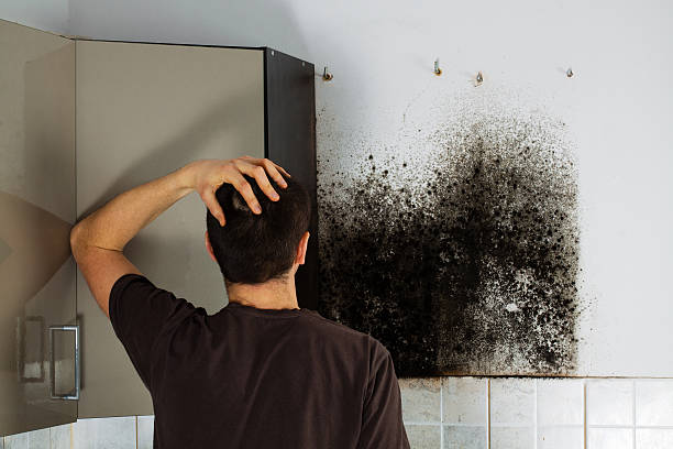 Best Mold Testing  in Fort Davis, TX